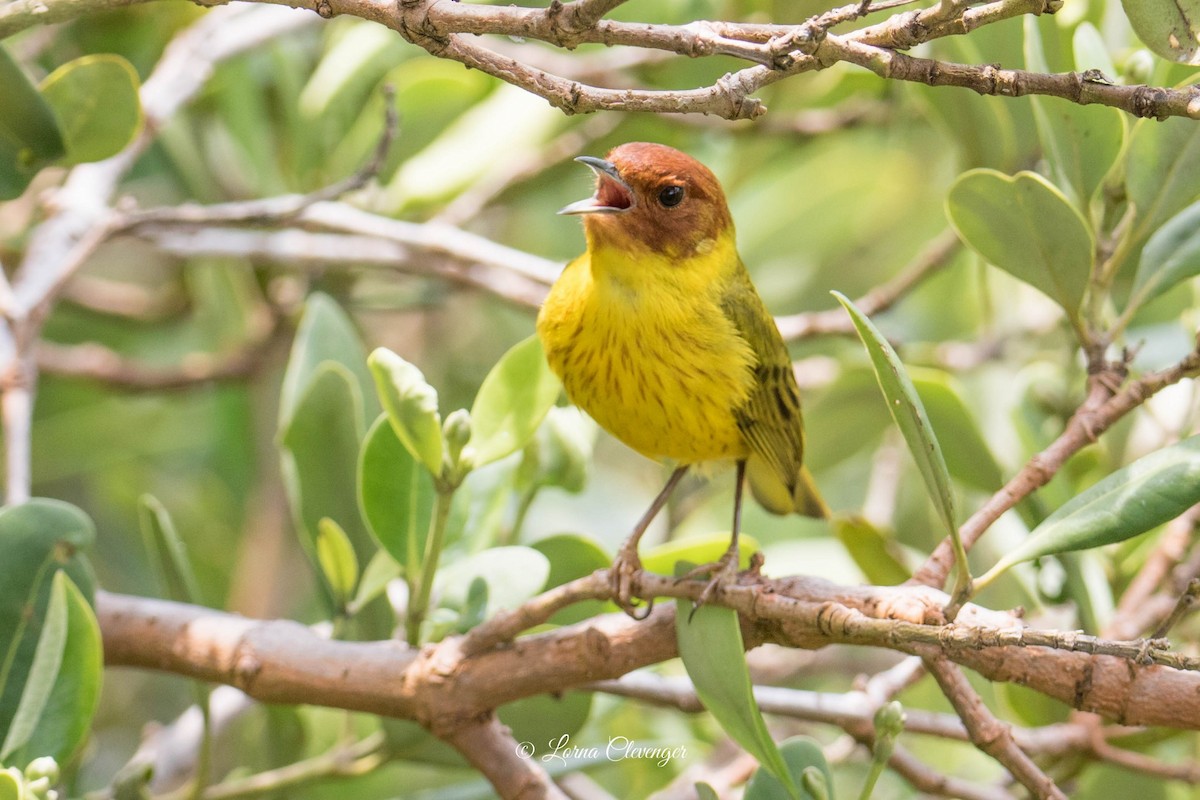 Yellow Warbler (Mangrove) - Lorna Clevenger