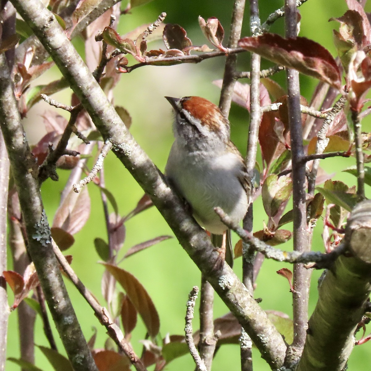 Chipping Sparrow - Kristen Lindquist