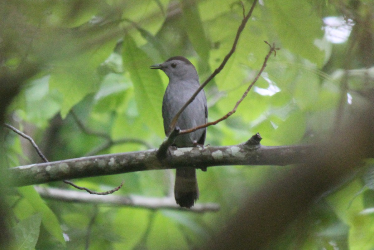 Gray Catbird - ML619081267