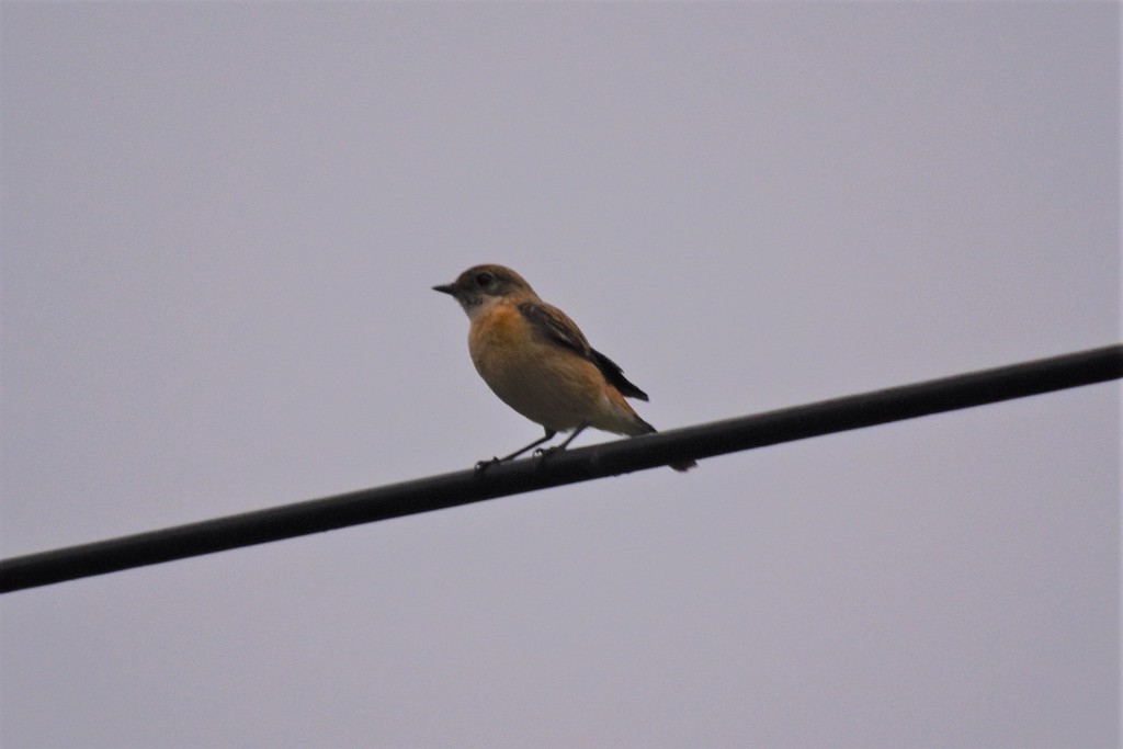 Amur Stonechat - ML619081271