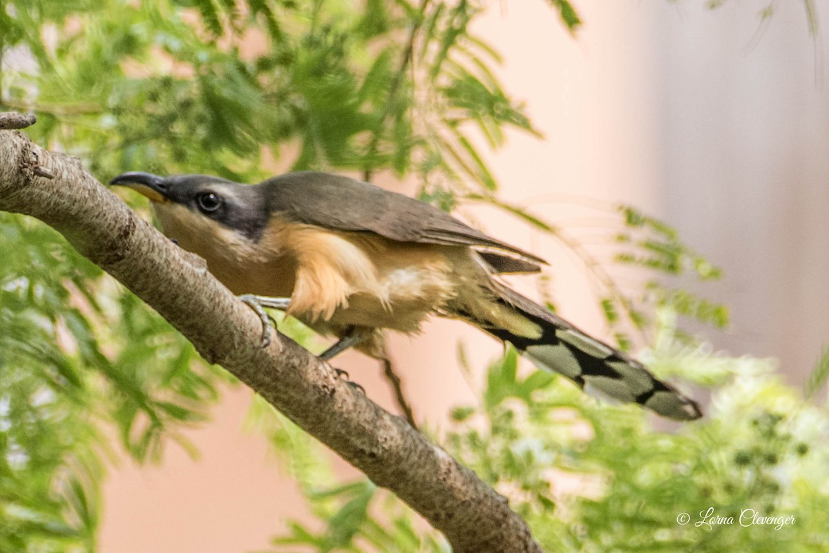 Mangrove Cuckoo - Lorna Clevenger