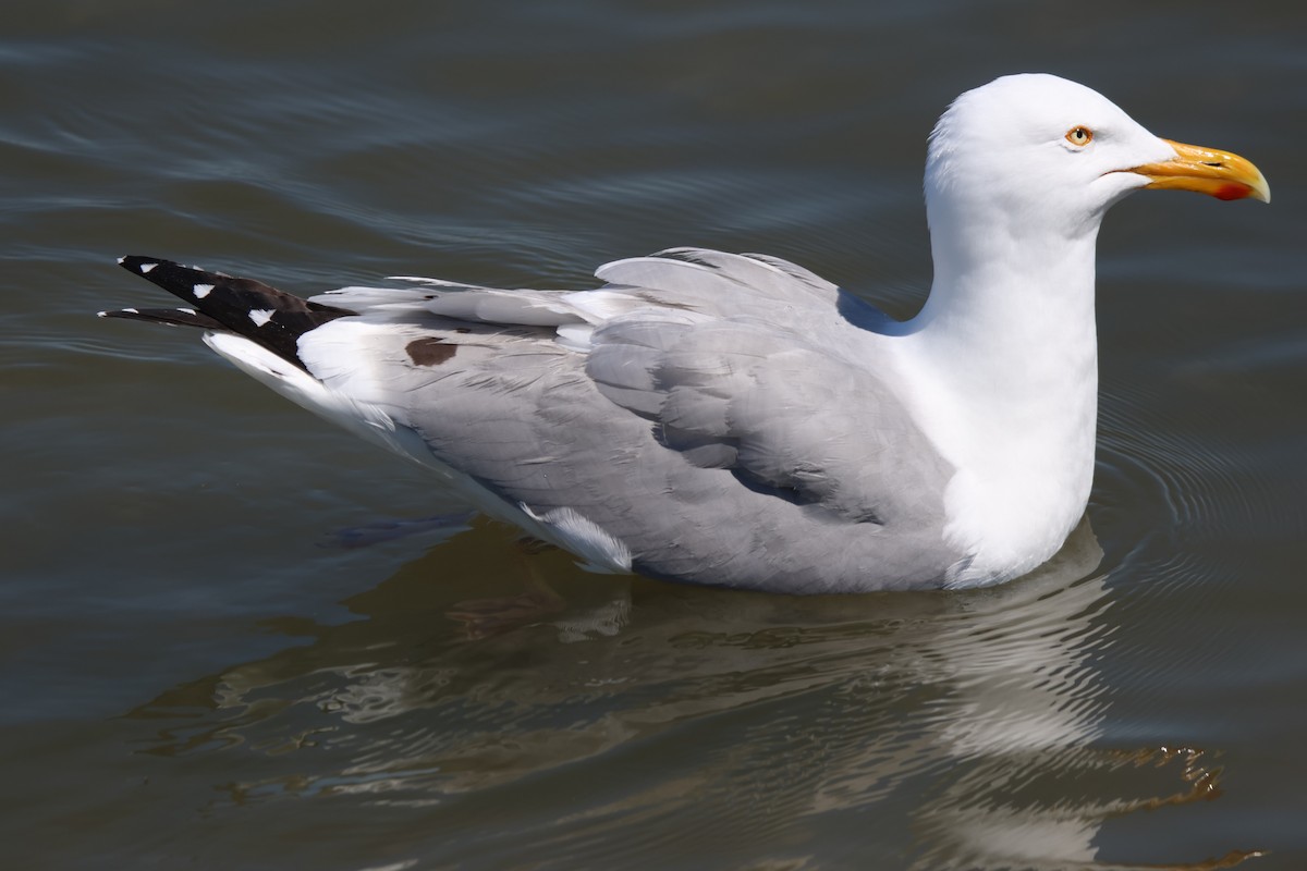 Herring Gull - ML619081290