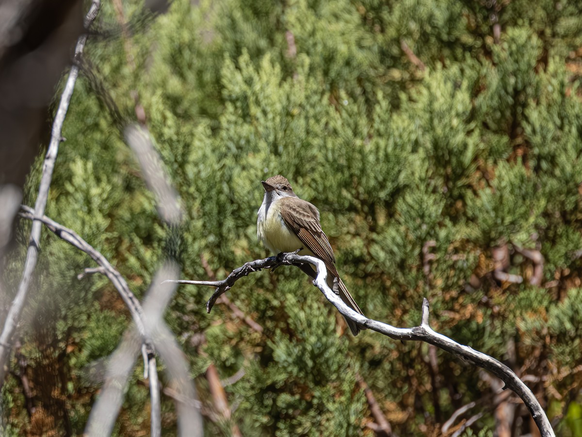 Dusky-capped Flycatcher - Betty Stevens