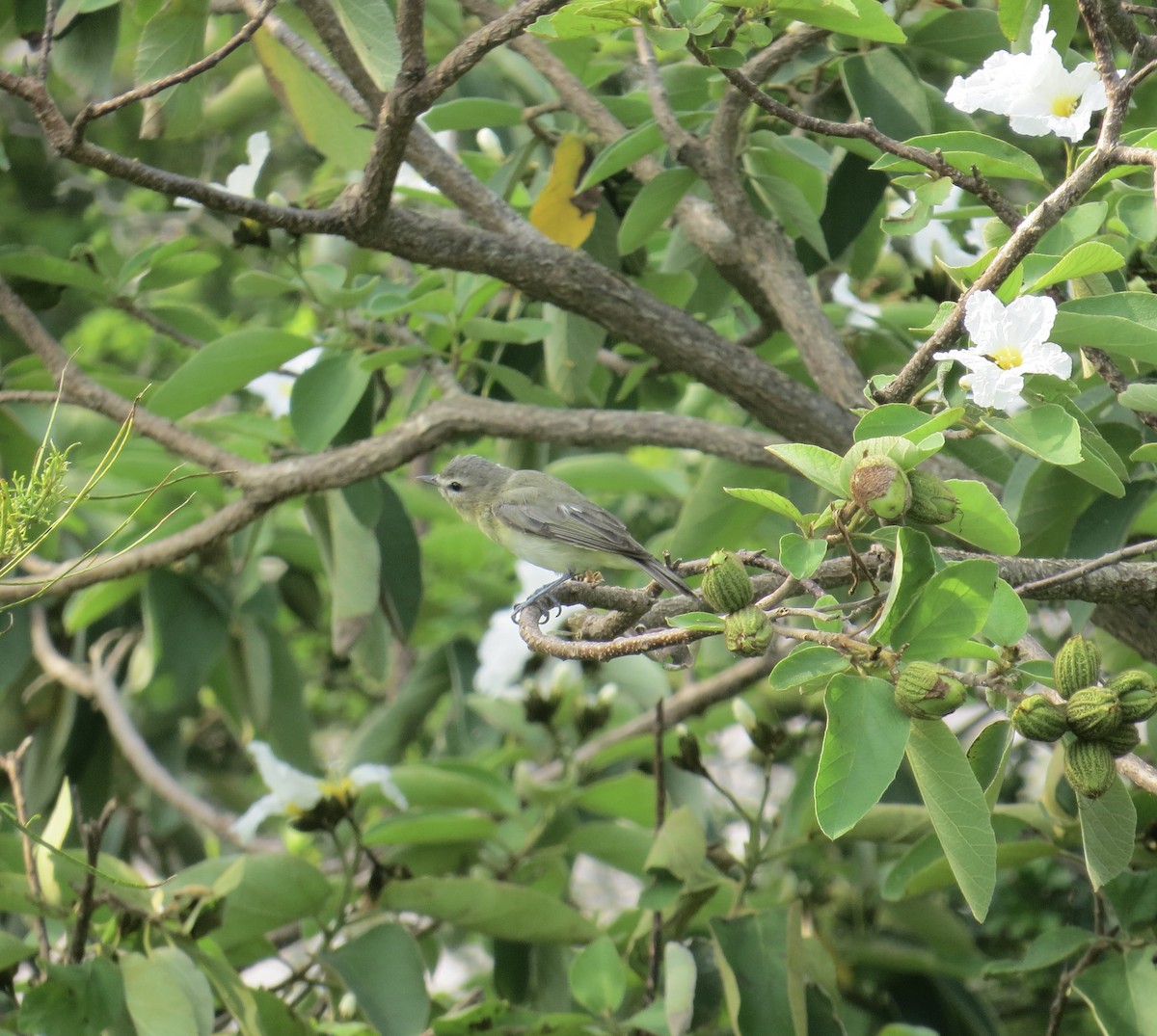 Philadelphia Vireo - Matt Hofeditz