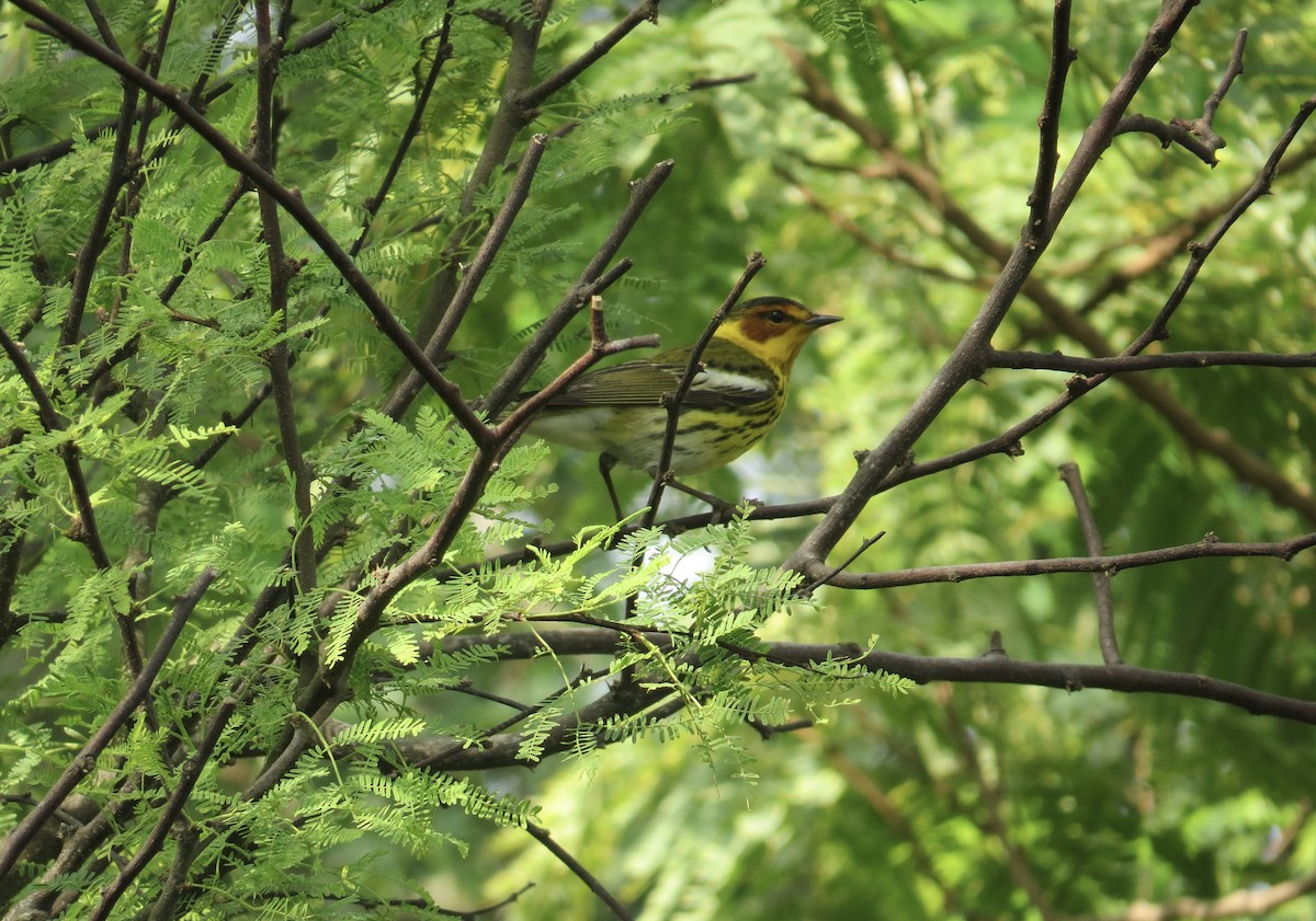 Cape May Warbler - Matt Hofeditz