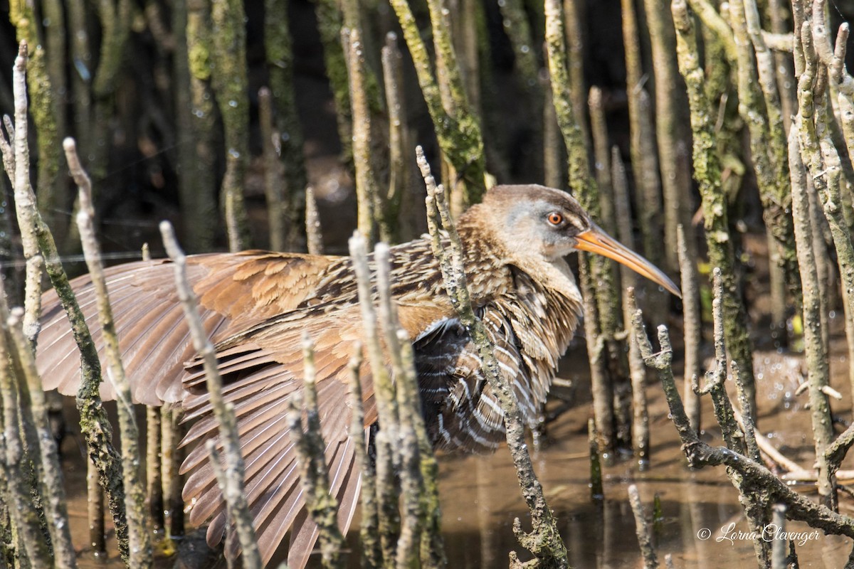 Clapper Rail - ML619081305