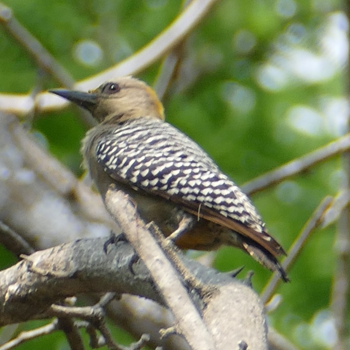 Hoffmann's Woodpecker - Ulrike Schmölzer