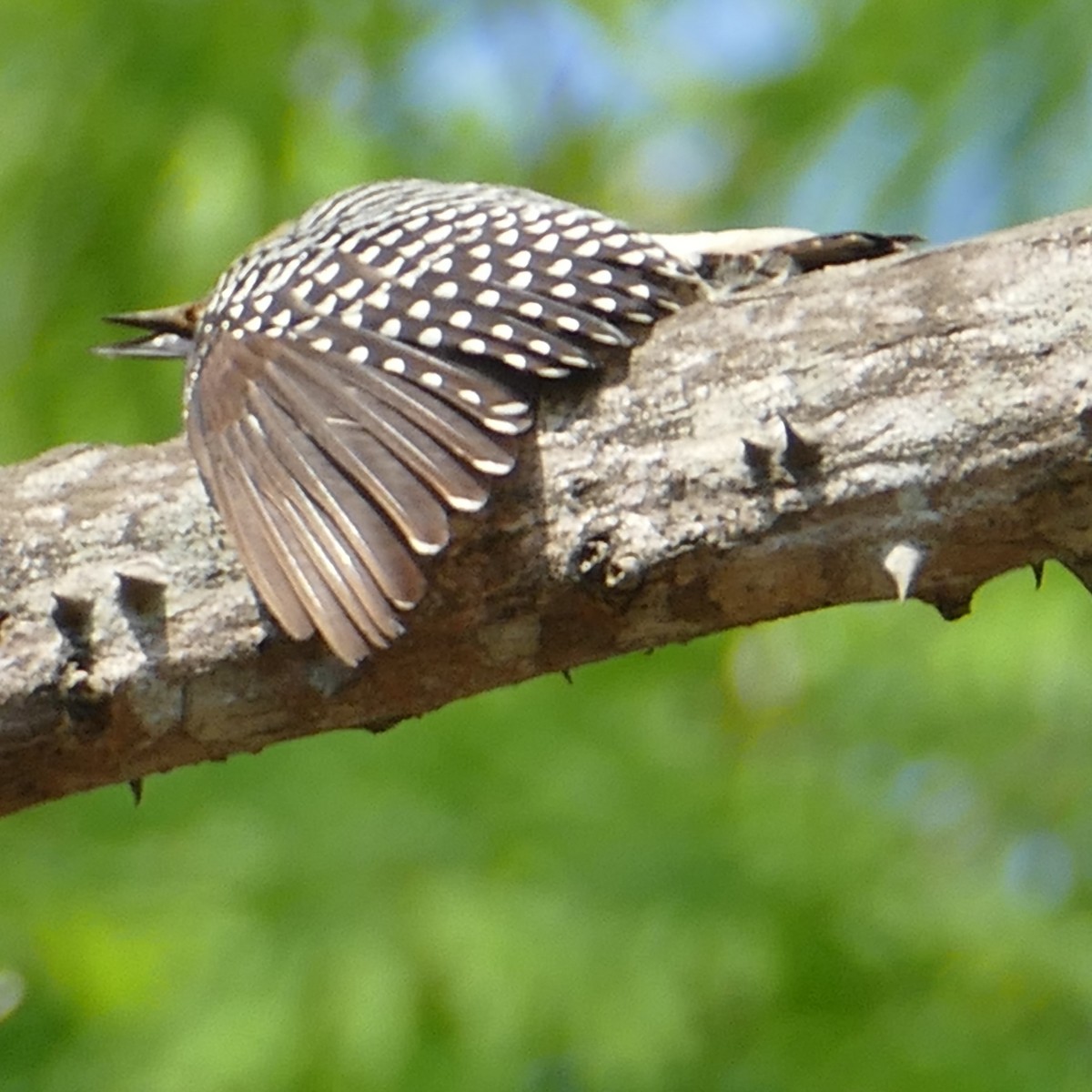 Hoffmann's Woodpecker - Ulrike Schmölzer