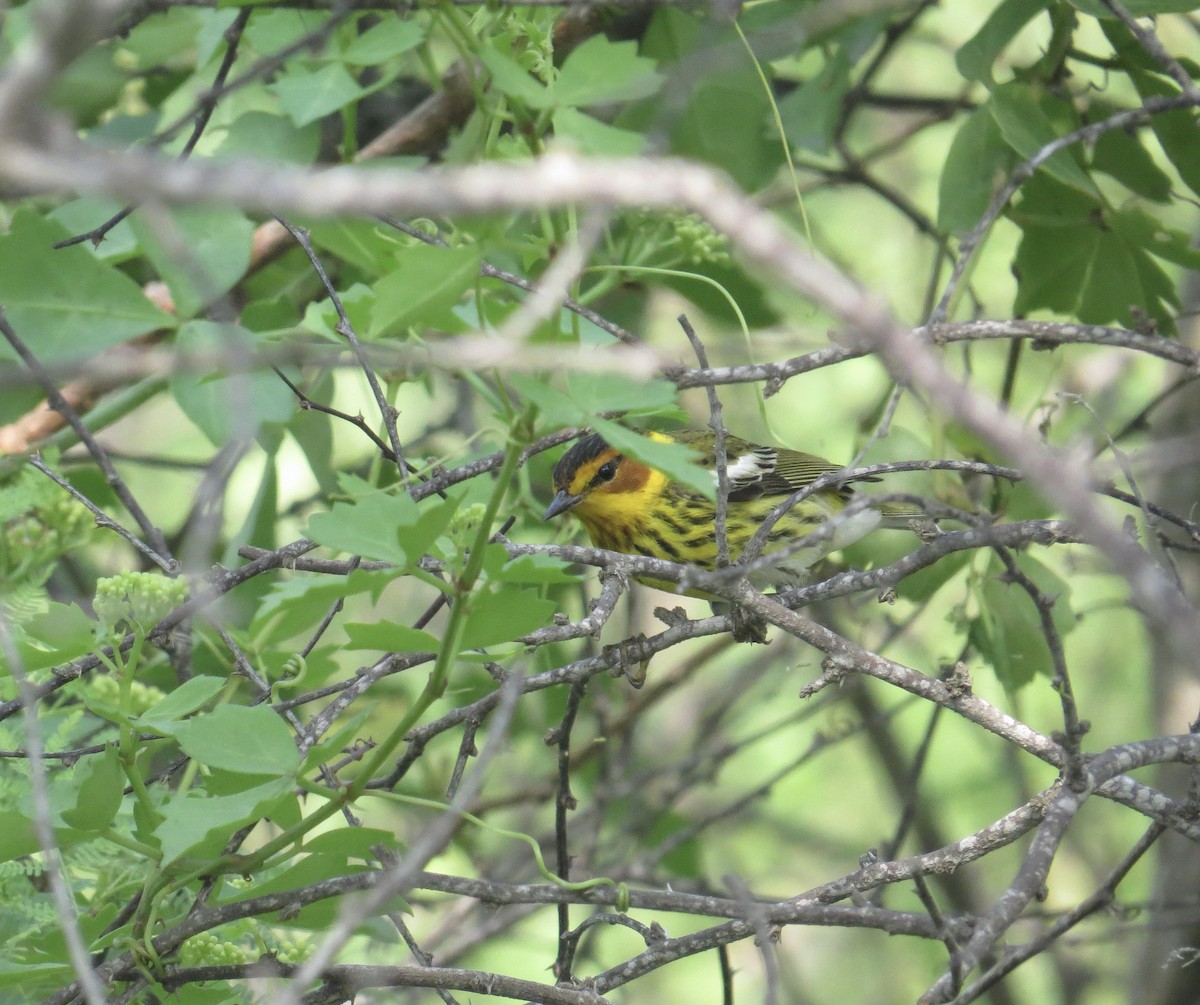 Cape May Warbler - Matt Hofeditz