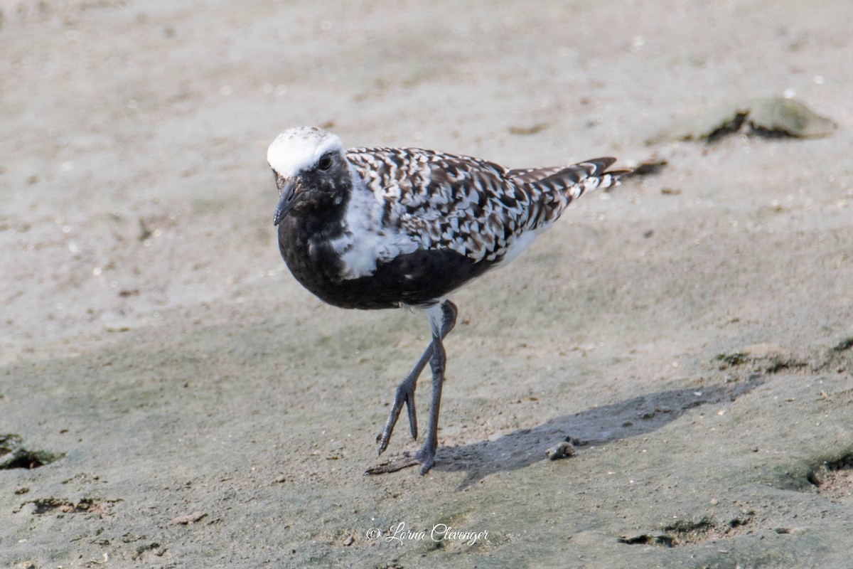 Black-bellied Plover/golden-plover sp. - ML619081327