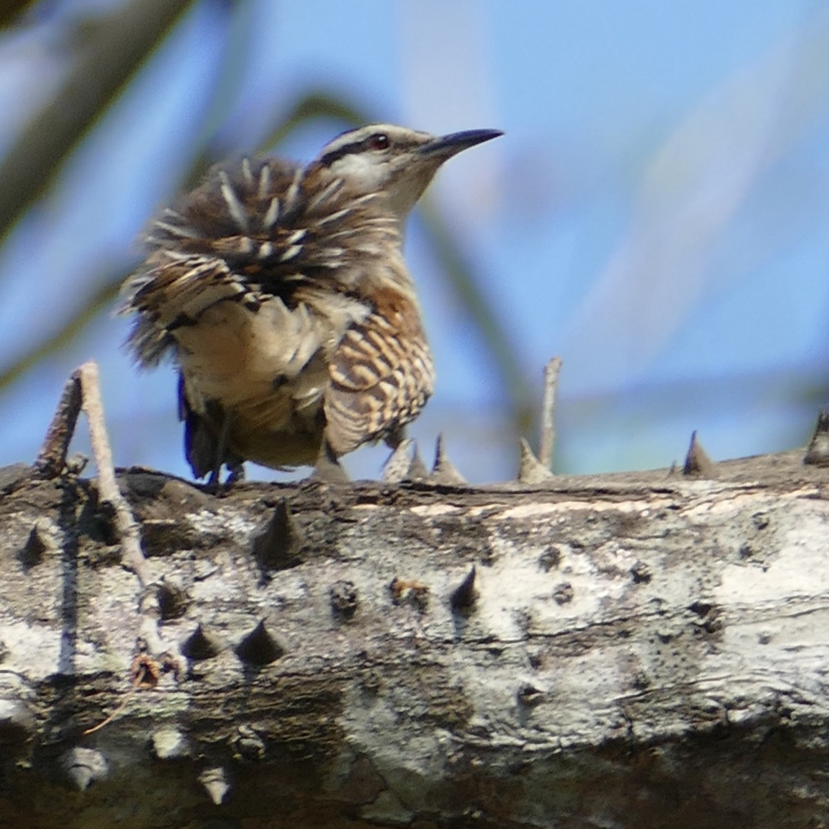 Rufous-naped Wren - Ulrike Schmölzer