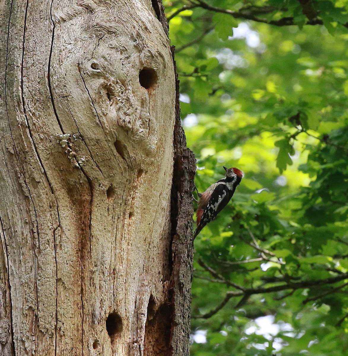 Middle Spotted Woodpecker - Neil Osborne
