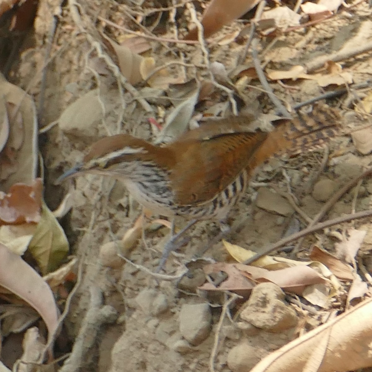 Banded Wren - ML619081338