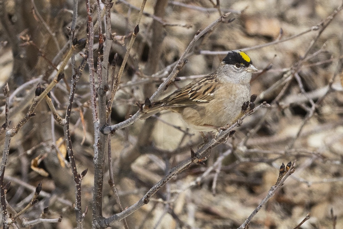 Golden-crowned Sparrow - Nick Hajdukovich