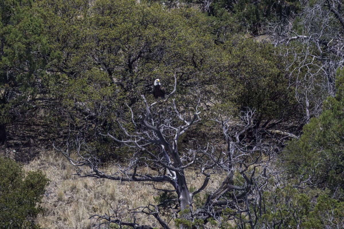 Bald Eagle - ML619081387