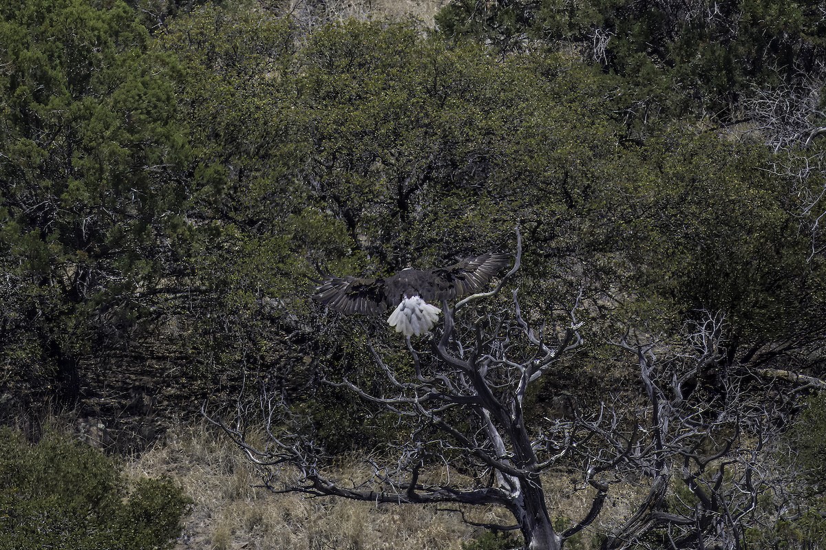 Weißkopf-Seeadler - ML619081388