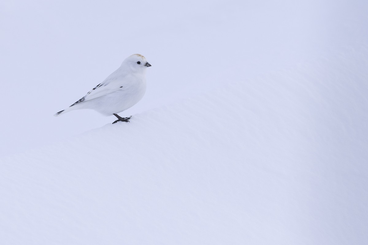 Beringschneeammer - ML619081389