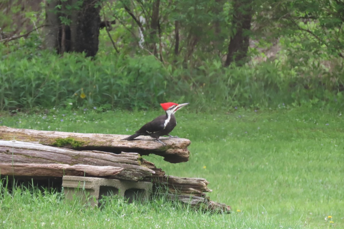 Pileated Woodpecker - ML619081390