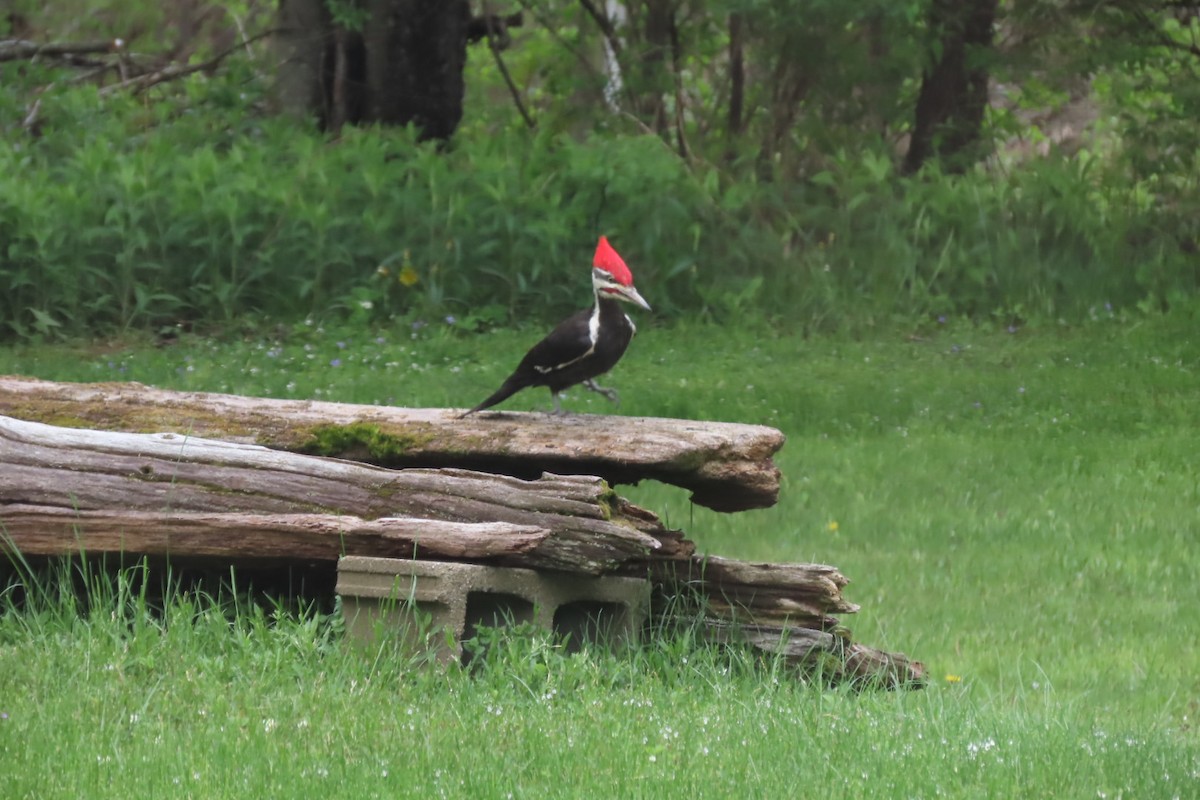 Pileated Woodpecker - Rebecca Giroux