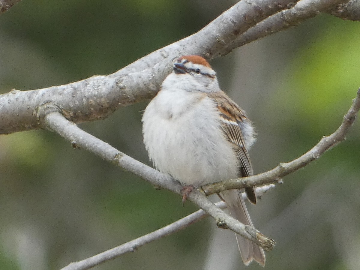 Chipping Sparrow - Tom Wheatley