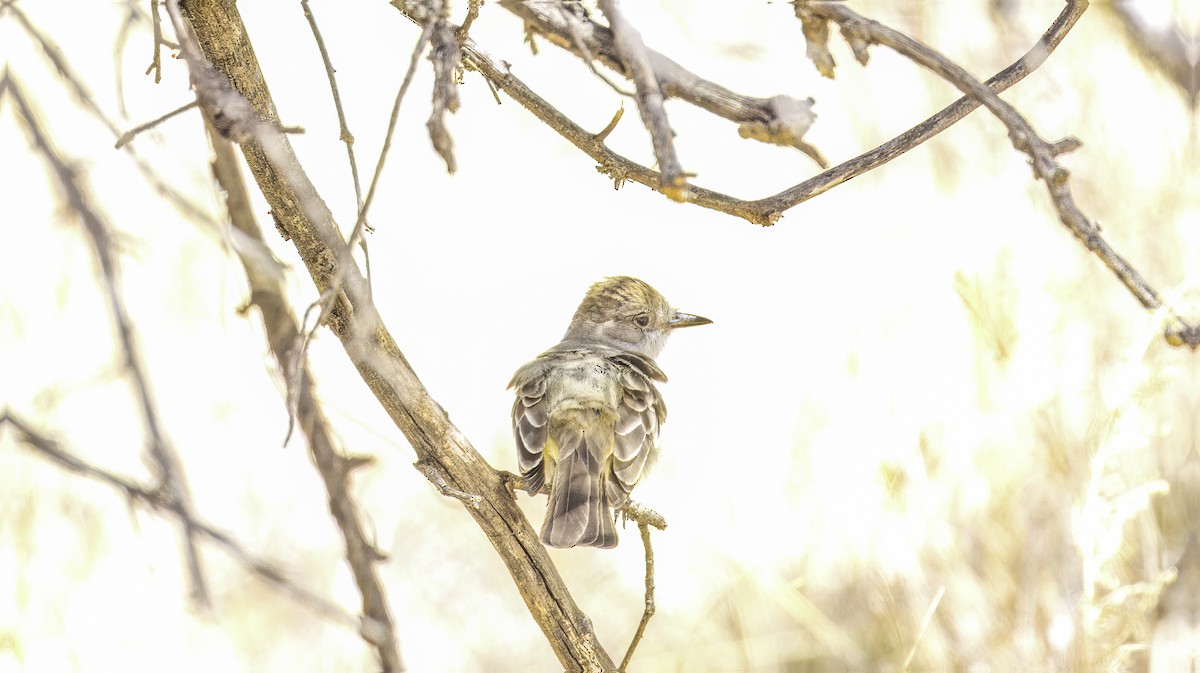 Brown-crested Flycatcher (Arizona) - Pete Gregoire