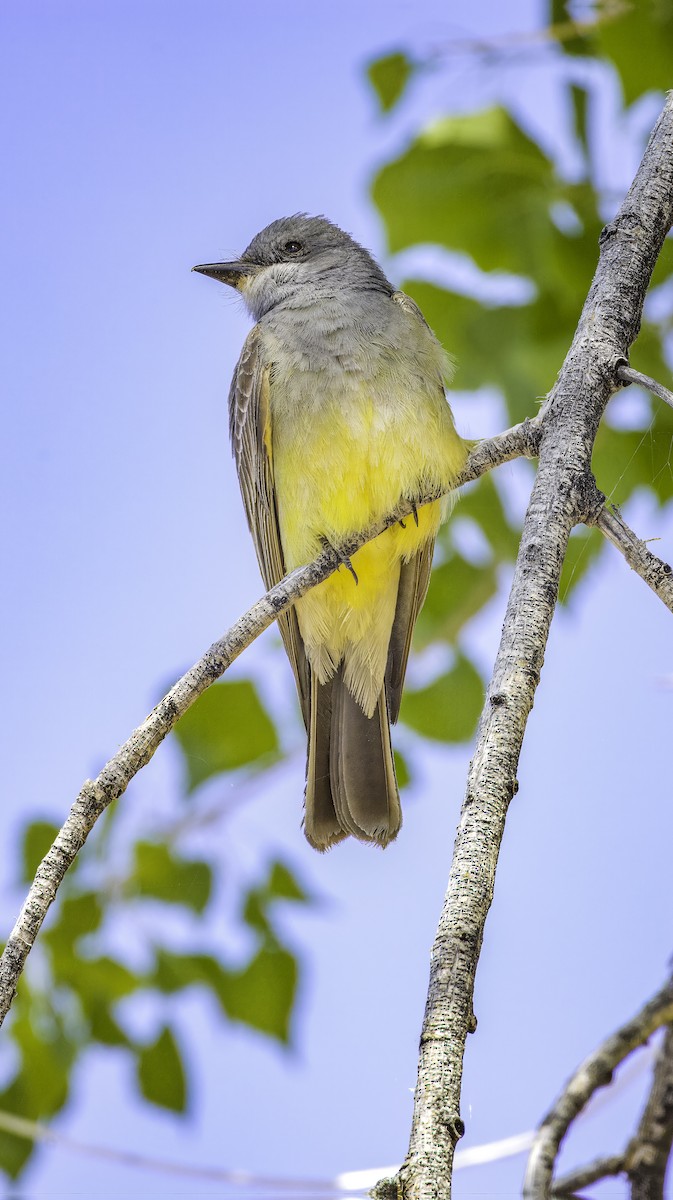 Brown-crested Flycatcher (Arizona) - Pete Gregoire