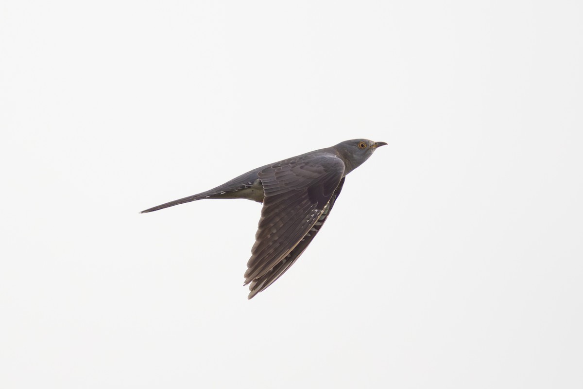 Common Cuckoo - Joe Downing
