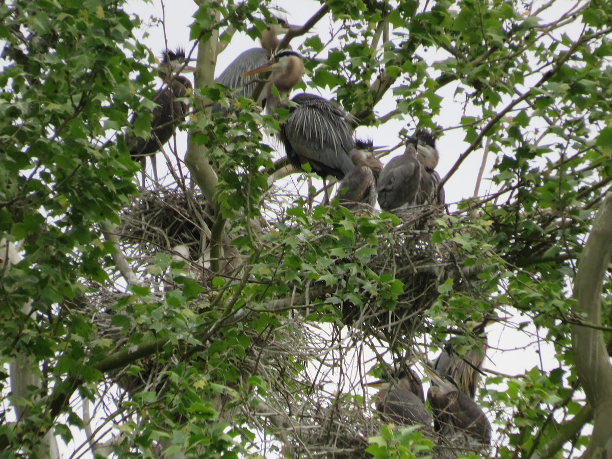 Great Blue Heron - ML619081437