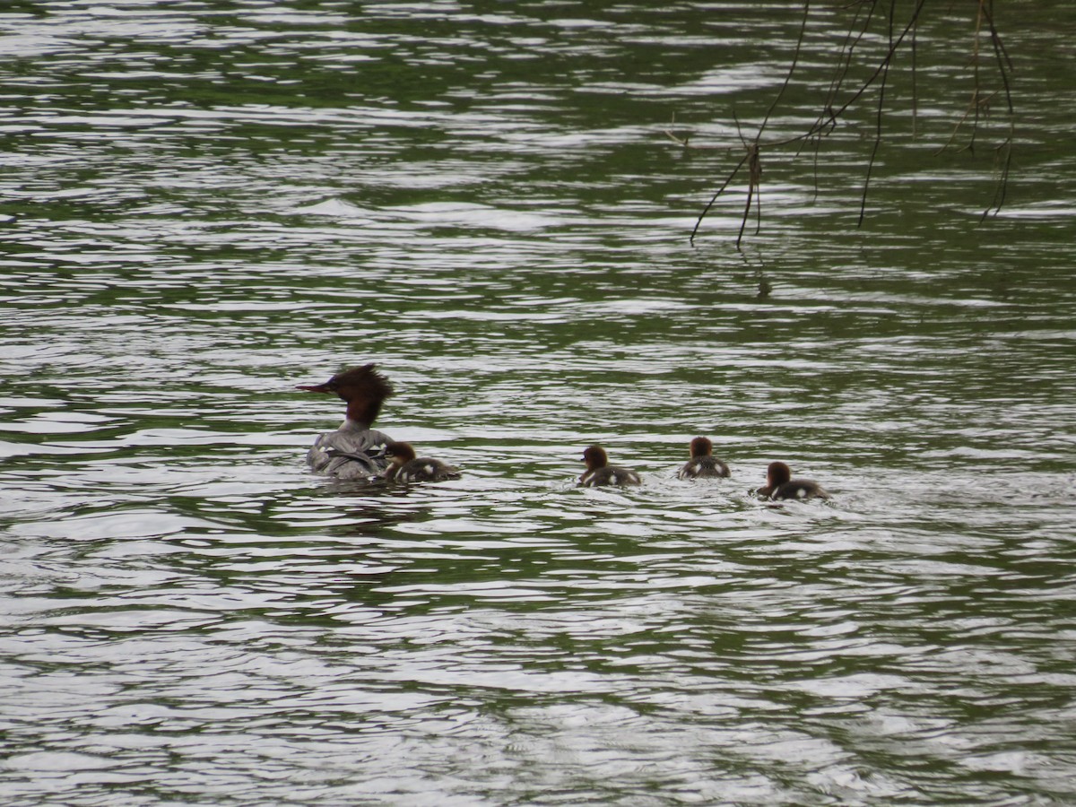 Common Merganser - Ron Bystrom