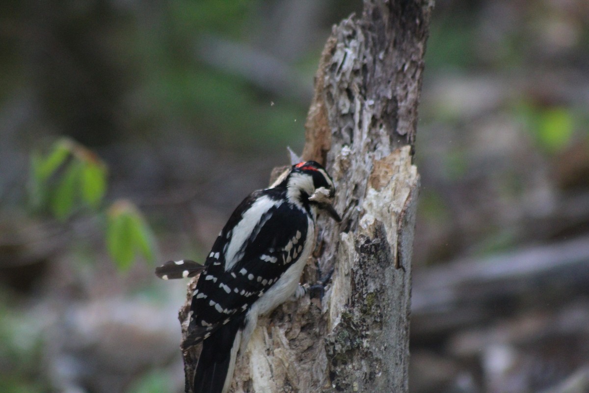 Hairy Woodpecker - Myles Quirion