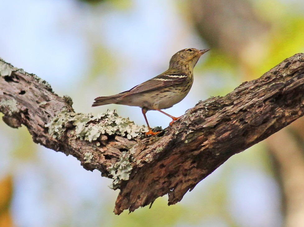 Blackpoll Warbler - Deb Ahern