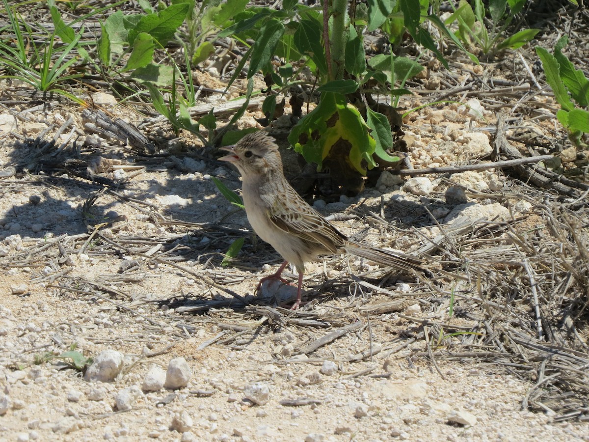 Cassin's Sparrow - Paul Kursewicz