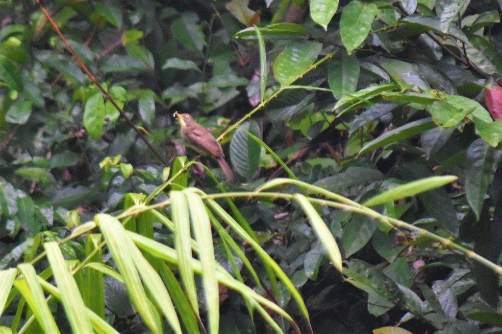 Cream-vented Bulbul - ML619081516