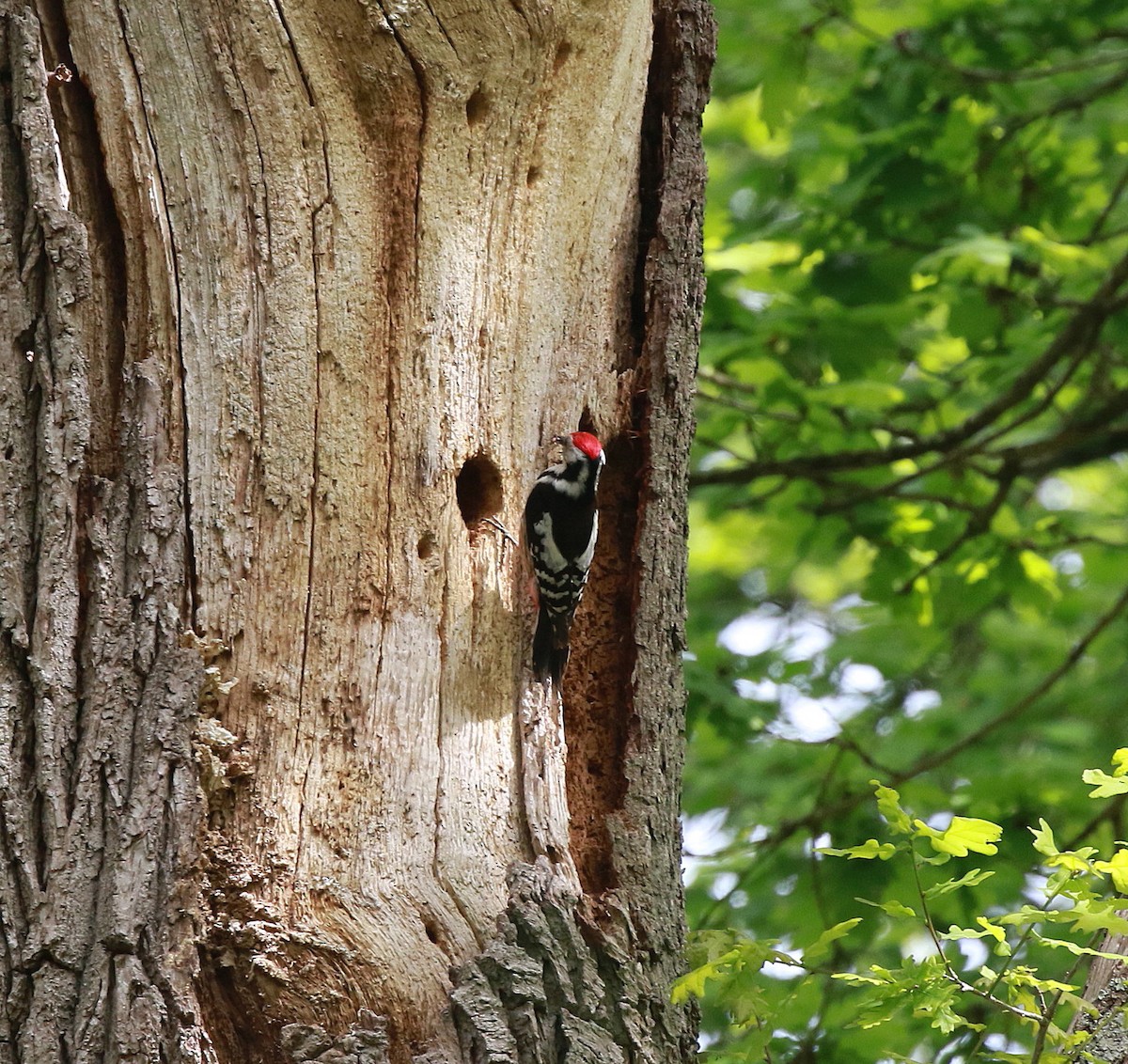 Middle Spotted Woodpecker - Neil Osborne