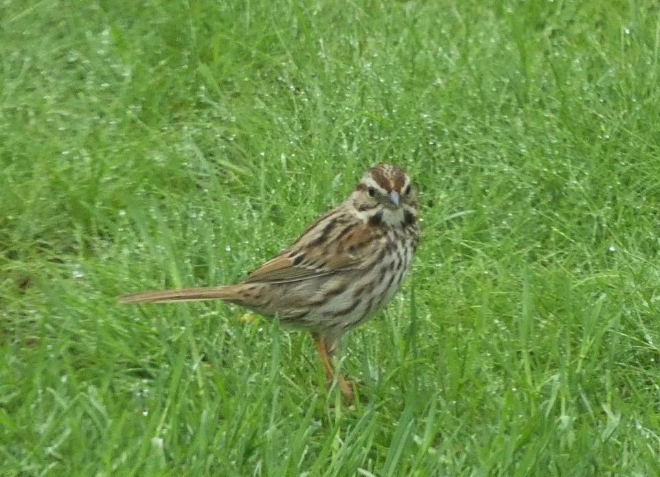 Song Sparrow - Lily Higgins