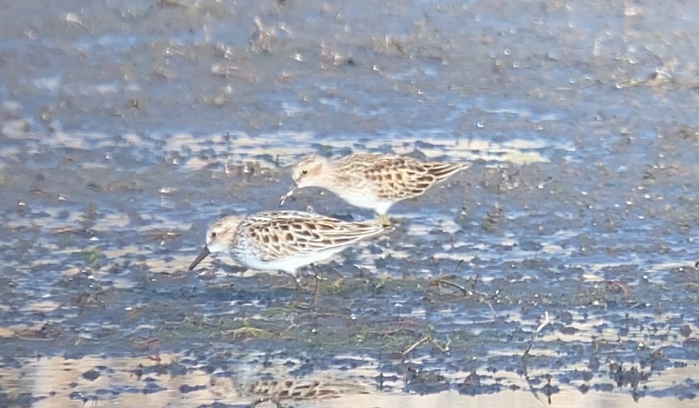 Semipalmated Sandpiper - ML619081563