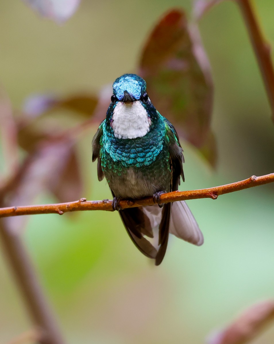 White-throated Mountain-gem - Cristina Rappa