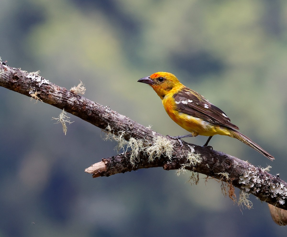 Flame-colored Tanager - Cristina Rappa