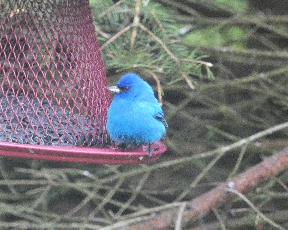 Indigo Bunting - Lily Higgins