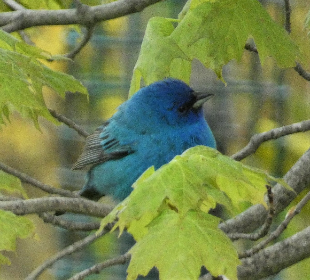 Indigo Bunting - Lily Higgins