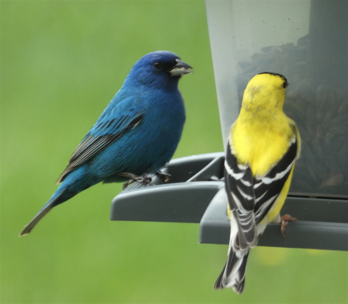 Indigo Bunting - Lily Higgins