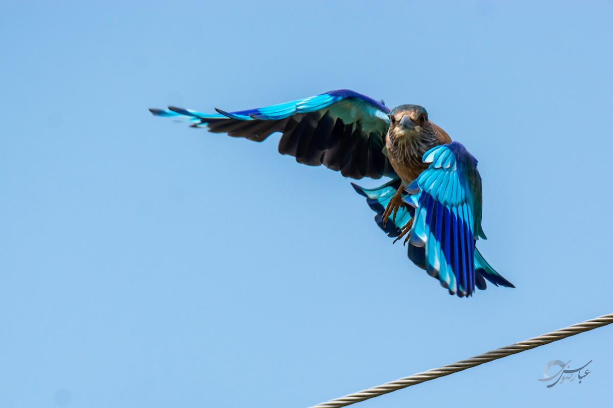 Indian Roller - Abbas Rizvi