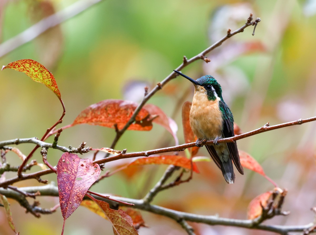 White-throated Mountain-gem - Cristina Rappa