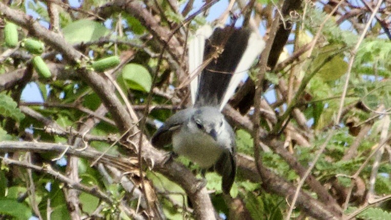 White-lored Gnatcatcher - ML619081657