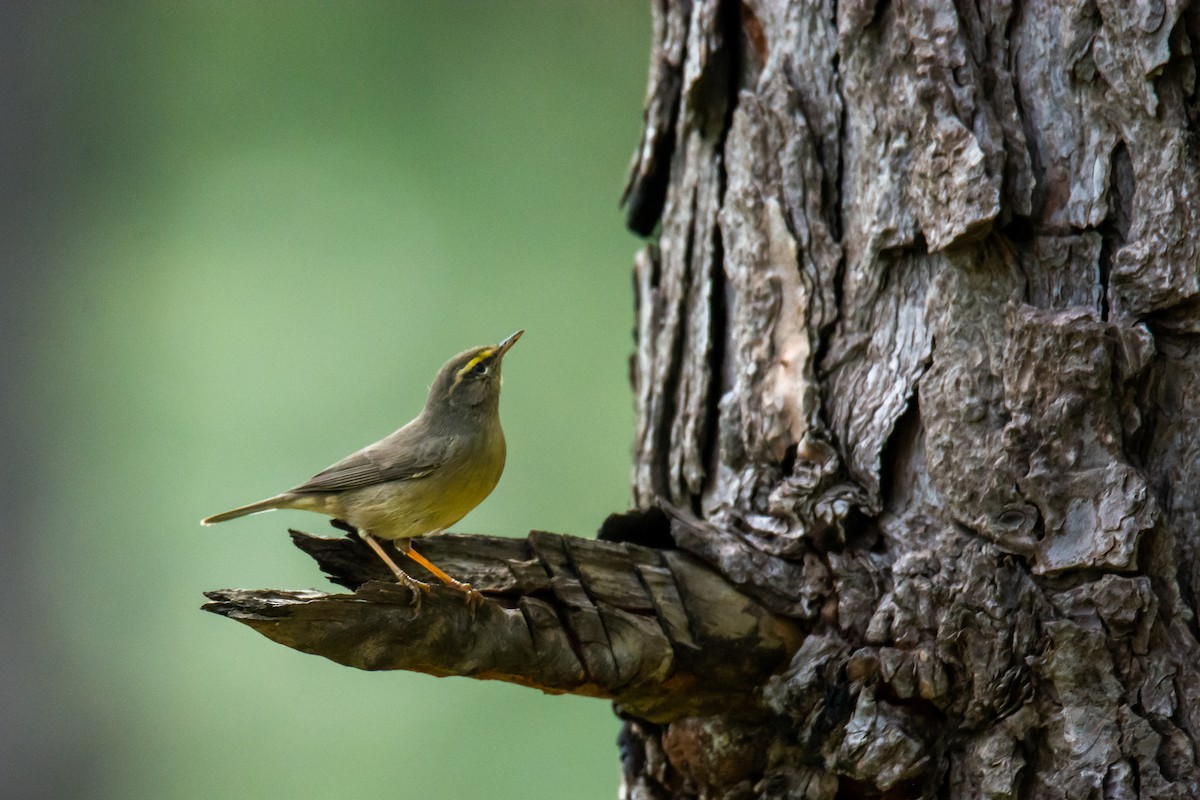 Sulphur-bellied Warbler - Abbas Rizvi