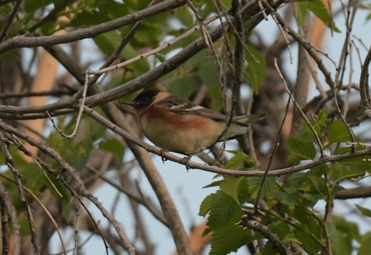 Bay-breasted Warbler - Ernest Crvich