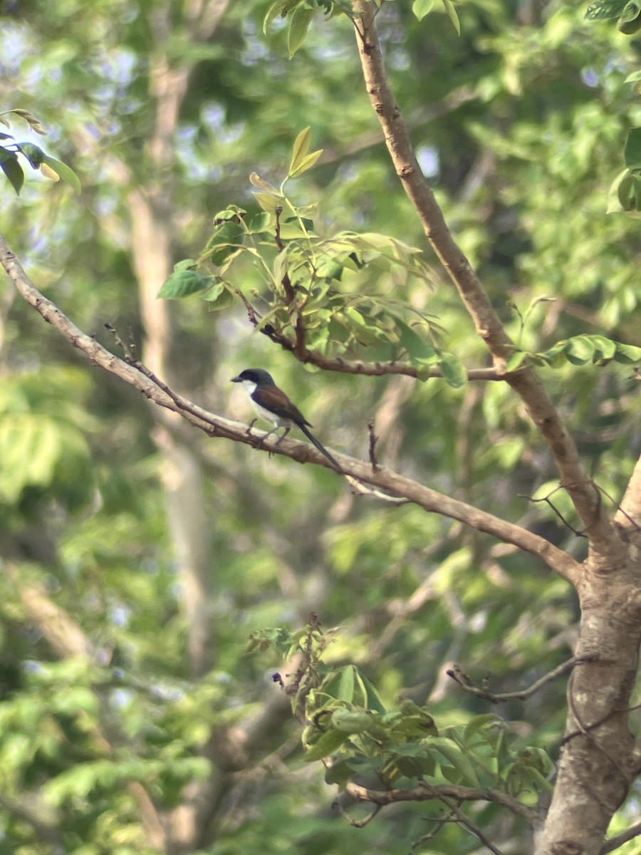 Burmese Shrike - João Brito
