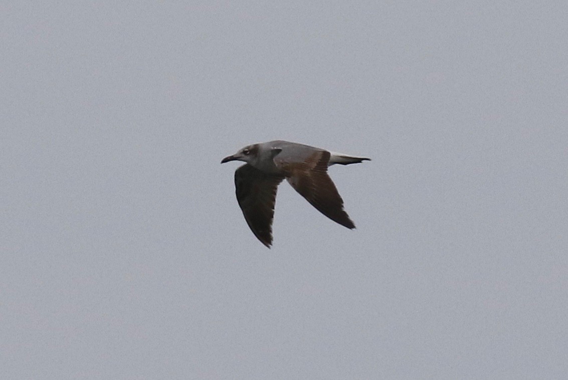 Laughing Gull - Frank Mantlik