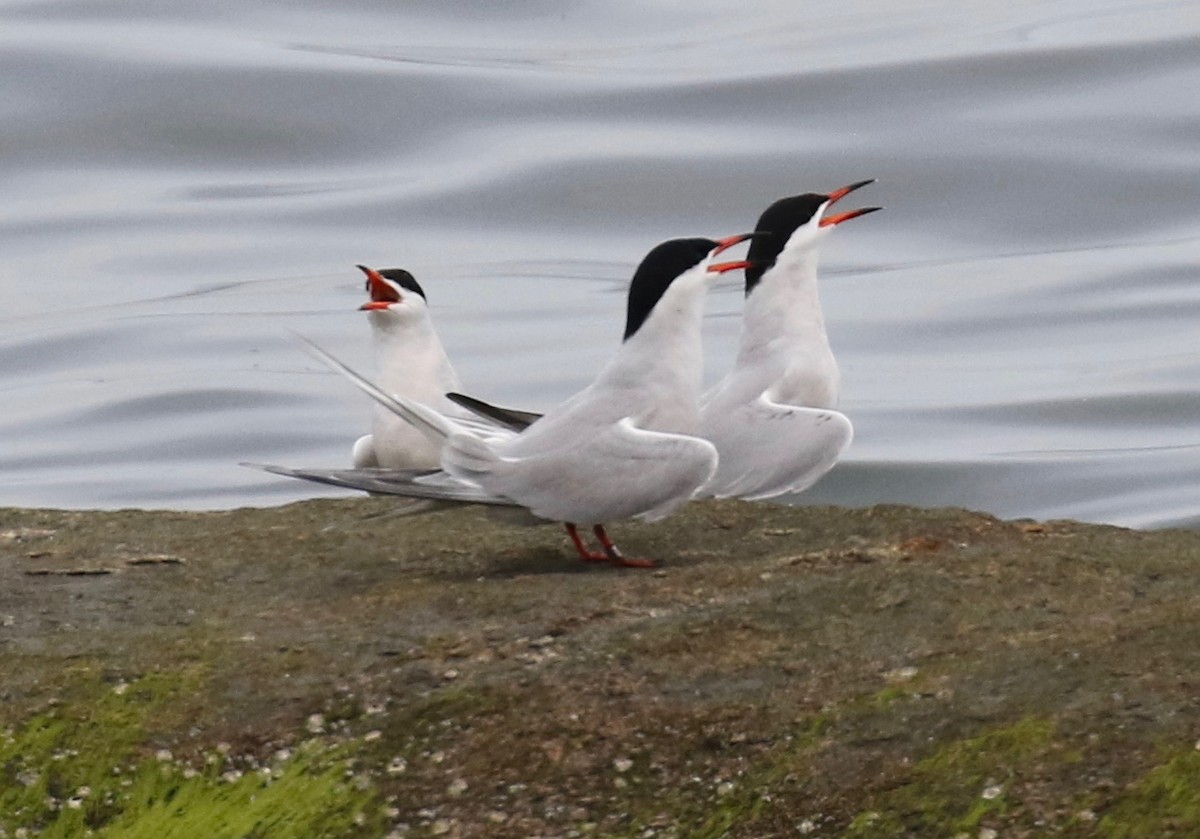 Common Tern - ML619081778