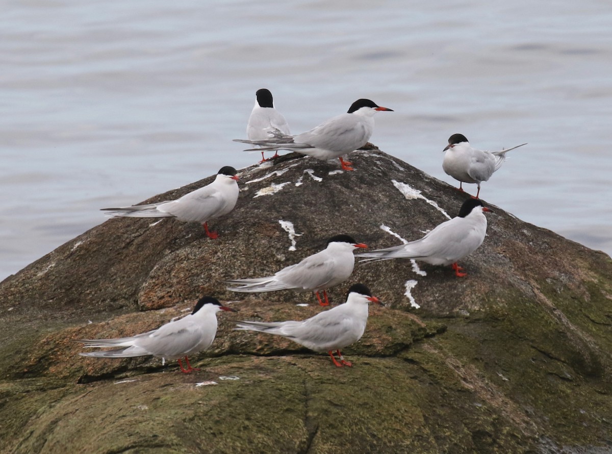 Common Tern - ML619081779